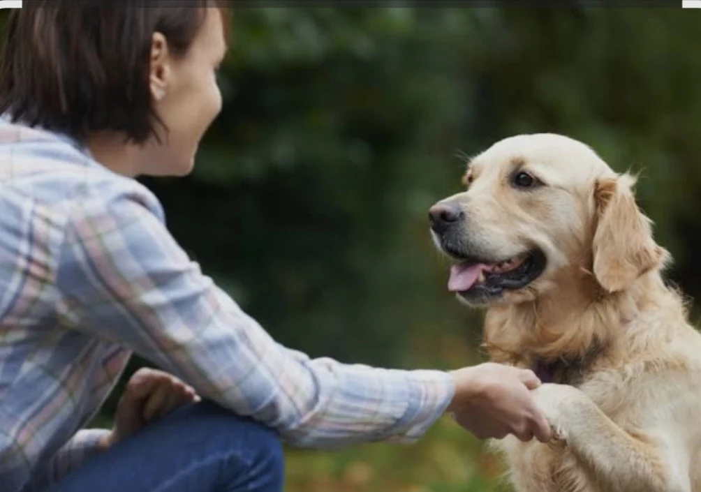 Саг – яке аз дӯстони ҷонию вафодори инсон мебошад