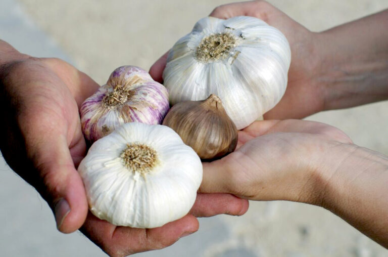 Евреи и чеснок - шесть малоизвестных фактов